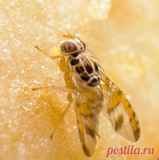 Самый простой способ избавиться от мошек дома