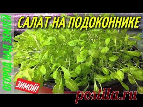 САЛАТ НА ПОДОКОННИКЕ,В ГОРШКЕ,ЗИМОЙ.