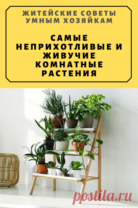 Самые неприхотливые и живучие комнатные растения | Житейские Советы