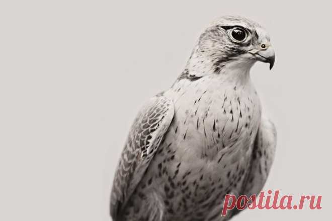 Фотограф Трой Мот, очарованный дикой природой