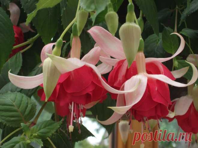Fuchsien und Engelstrompeten. Forum für Fuchsienfreunde, Engelstrompeten, Engelstrompetenforum, Brugmansia, Fotogalerie, Fuchsien,Fuchsia,Kübelpflanzen,Hibiskus,Orchideen