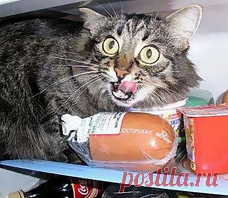 Будьте внимательны: коты-воришки