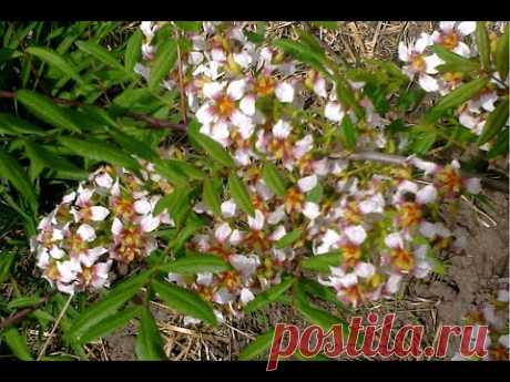 Ксантоцерас, чекалкин орех. Плоды, зимовка (Xanthoceras)