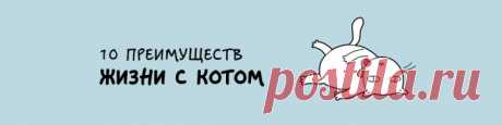 10 причин, почему вам совершенно необходим кот в доме