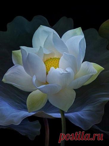 Пин на доске ЦВЕТЫ