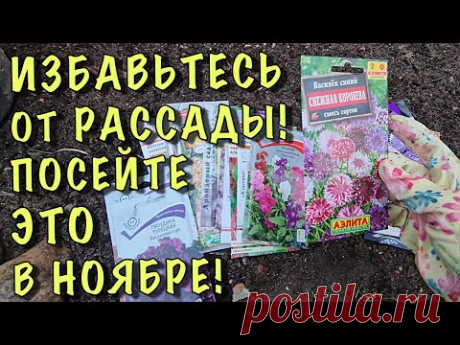 Посейте ЭТИ ЦВЕТЫ ПОД ЗИМУ и весной СКАЖИТЕ СПАСИБО!