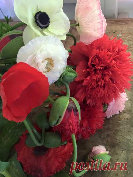 (33) Юкико Miyai