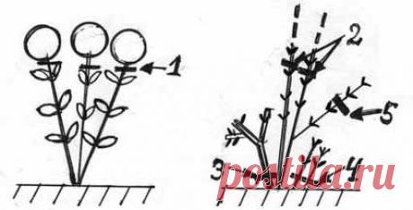 Обрезка и формирование гортензий