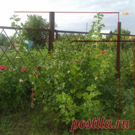 Как обрезать молодой крыжовник?