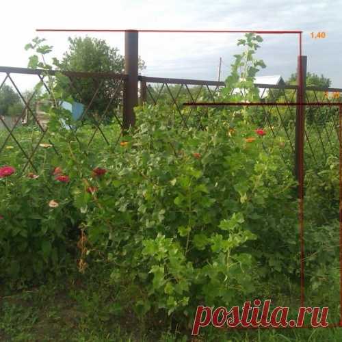 Как обрезать молодой крыжовник?