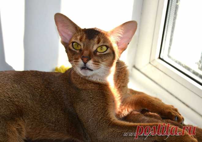 Абиссинские кошки дикого окраса, питомник абиссинских кошек Super-Aby, Москва