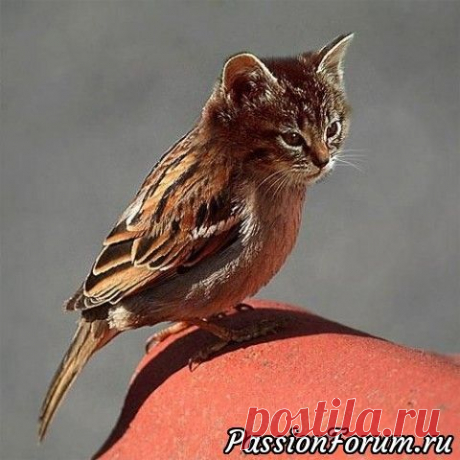 (1) Pinterest