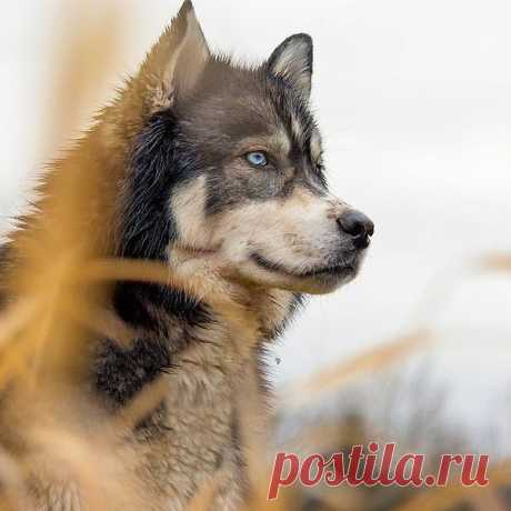 Пусть его повадки грубы, но только лишь на первый взгляд. Знайте, волки - однолюбы, псы же, любят всех подряд.