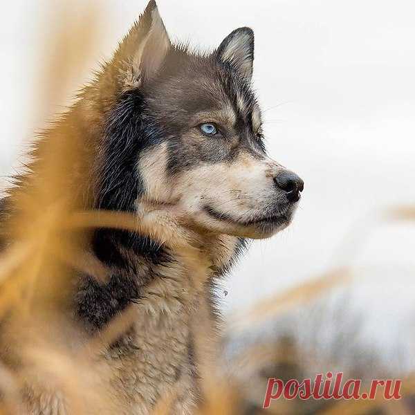 Пусть его повадки грубы, но только лишь на первый взгляд. Знайте, волки - однолюбы, псы же, любят всех подряд.