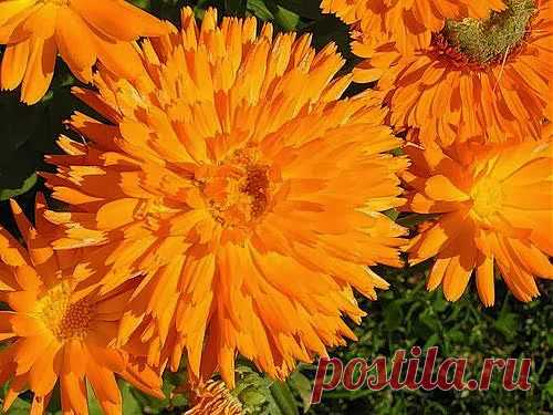 Лечим пролежни