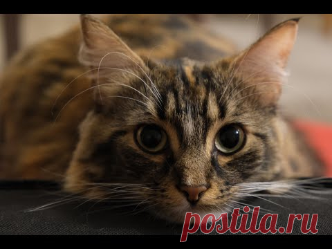 Избранные факты о кошках - YouTube
Кошки - удивительные создания. 
Вы узнаете много нового и интересного о кошках😻
