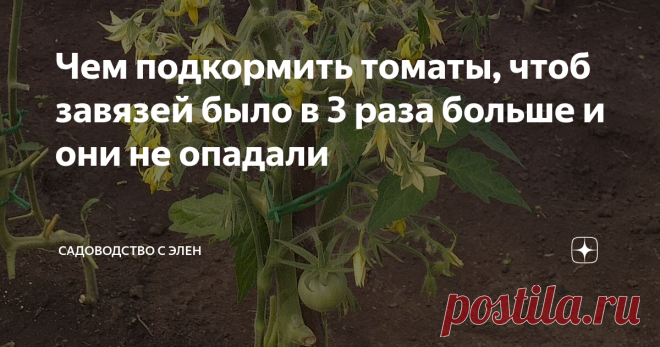 Чем подкормить томаты, чтоб завязей было в 3 раза больше и они не опадали Многие уже посадили рассаду томатов в теплицу и открытый грунт. Первые томаты начали активно цвести и у кого-то появились первые маленькие помидорки.  Я вчера подстригала свои высокорослые томаты и подвязывала и как ребенок радовалась первым маленьким помидоркам. Хотя в Сибири еще холодно и томаты скидывают свои завязи, но самые сильные и стойкие, кусты, которые хорошо подкормлены, наоборот, активно ...