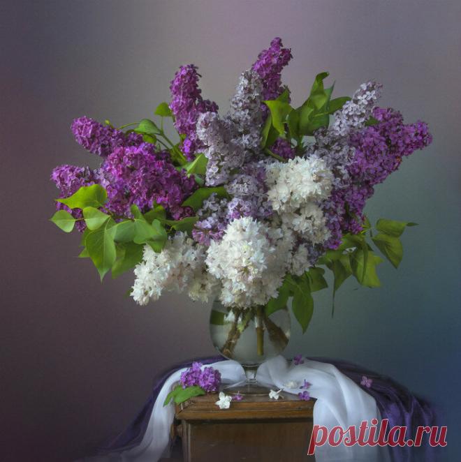 «Натюрморты Людмилы Костюченко Фотограф Костюченко Людмила - великолепный мастер. Она создала целую галерею прекрасных романтичных натюрмортов. Очень надеюсь, что вы получите удовольствие от цветочных работ Людмилы Костюченко. Источни...» — карточка пользователя Татьяна К. в Яндекс.Коллекциях