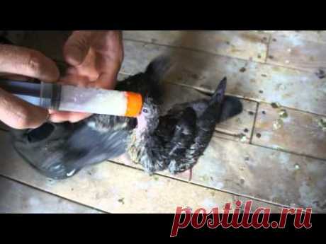 Baby pigeons being hand fed - YouTube