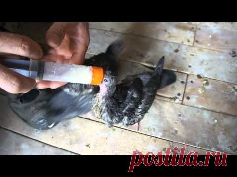 Baby pigeons being hand fed - YouTube