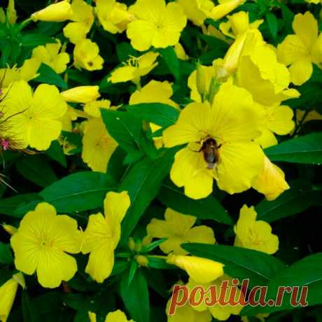 Многолетний садовый цветок Энотера (Oenotera). Семейство: кипрейные (Onagraceae)

Синонимы: ослинник, ночная свеча

Одно-, дву- и многолетнее травянистое растение с ползучим корневищем, прямым, слабоветвистым, облиственным стеблем. Листья овально-ланцетные, слегка опушенные. Цветки от 5 до 15 см в диаметре, ярко-желтые, собраны в кистевидные или колосовидные соцветия. Цветет в июне - июле.

Основные виды
Из многолетних видов распространены: э.кустарниковая (Oe.fruticosa).