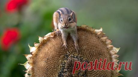 Скачать обои ID 2608220 - Desktop Nexus Animals