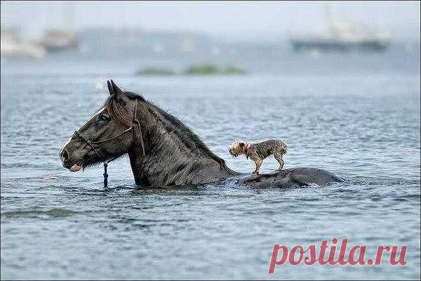 Одноклассники