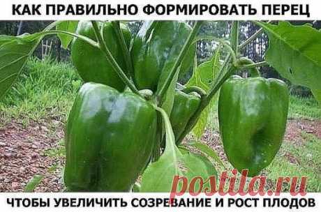 (10) Одноклассники