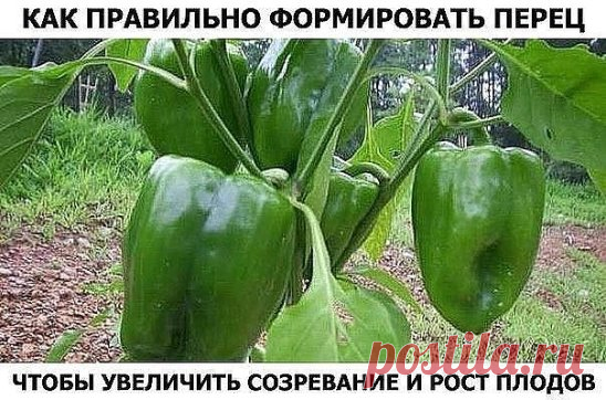 (10) Одноклассники