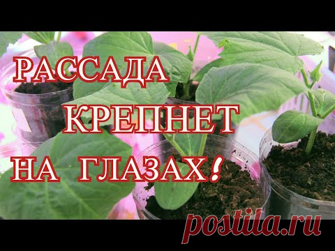 Рассада в разы крепче после такой подкормки! Подкормка для рассады крепкой и здоровой.