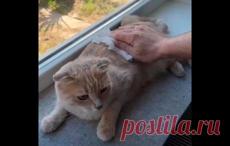 Как помочь кошке перенести жару