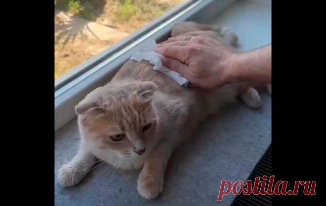 Как помочь кошке перенести жару