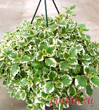 Плектрантус ампельный variegata декоративное растение, Цветы для балкона – купить в Киеве.