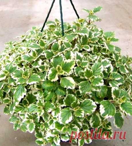 Плектрантус ампельный variegata декоративное растение, Цветы для балкона – купить в Киеве.