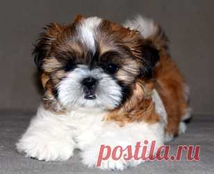 Щенки ши-тцу - Купить щенка ши-тцу Москва - Питомник ши-тцу Москва - щенки ши-тцу