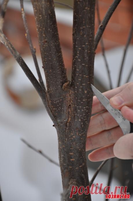 Бороздование коры увеличит урожай
