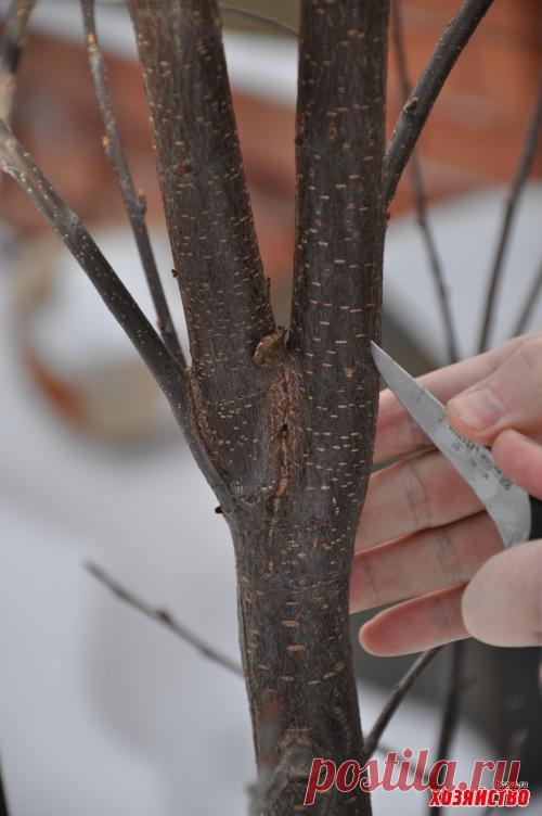 Бороздование коры увеличит урожай