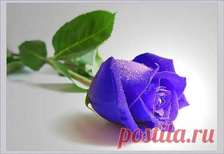 голубая роза