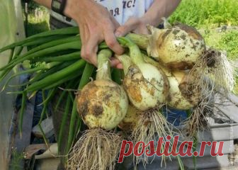 Теперь я каждый год получаю большой урожай лука: 4 простых совета Чтобы ежегодно не мучиться вопросом «почему опять лук не уродился», прочитайте и сохраните несколько моих секретов ухода за ним.

 

1. Перед посадкой замочите его на три часа в растворе соли



1 ст. ложка на 1 л воды. Затем два часа подержите в темном растворе марганца. Затем обязательно п