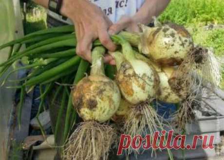 Теперь я каждый год получаю большой урожай лука: 4 простых совета Чтобы ежегодно не мучиться вопросом «почему опять лук не уродился», прочитайте и сохраните несколько моих секретов ухода за ним.

 

1. Перед посадкой замочите его на три часа в растворе соли



1 ст. ложка на 1 л воды. Затем два часа подержите в темном растворе марганца. Затем обязательно п