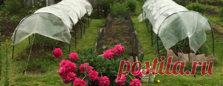Лук репчатый: нюансы посадки, выращивания и сбора. Секреты лукового урожая