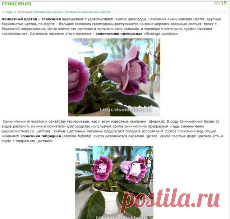 Немножко о комнатных растениях!
