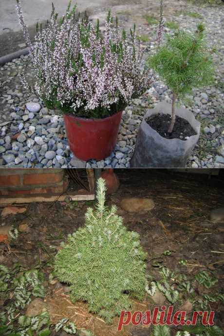 Общие рекомендации по выбору саженца и посадке хвойных | Самоцветик