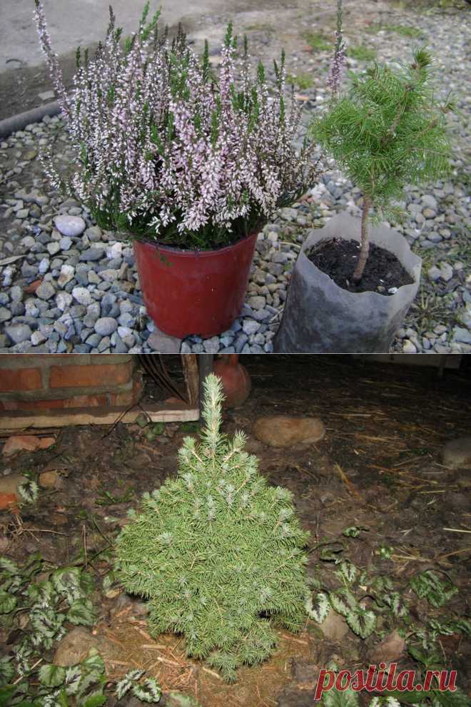 Общие рекомендации по выбору саженца и посадке хвойных | Самоцветик