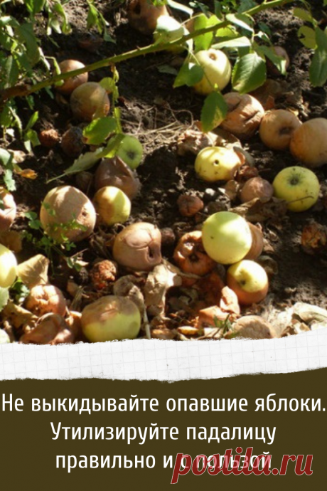 Что делать из опавшими яблоками на даче