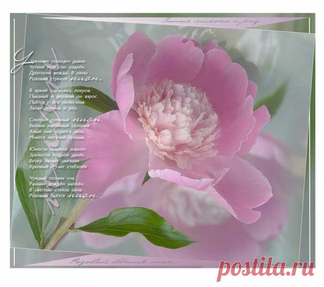 Плейкаст «Запах лимона и роз.... ПИОН» Автор плейкаста: Primula. Тема: Любовь. Когда: 14.04.2016.