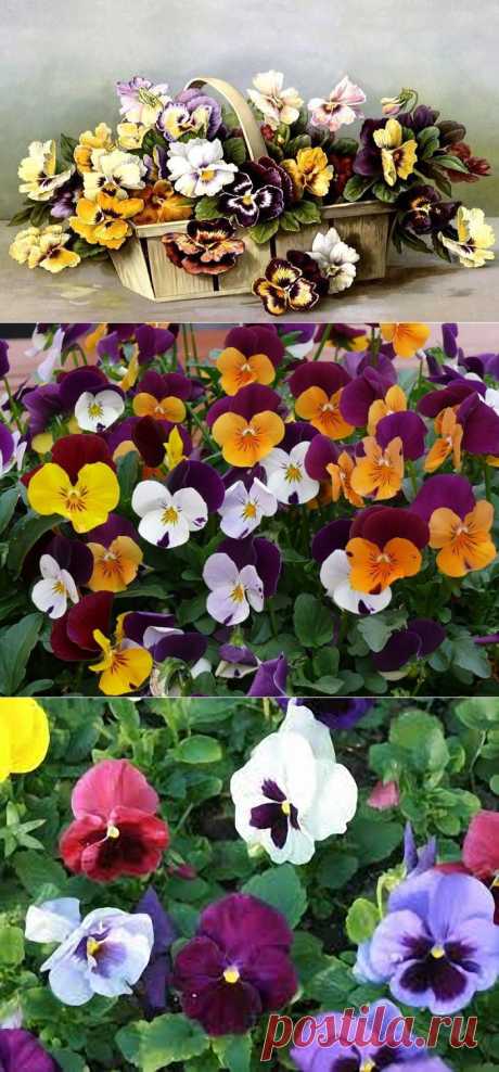 Нет лучше цветов, чем анютины глазки - наивны, милы, как из ласковой сказки...