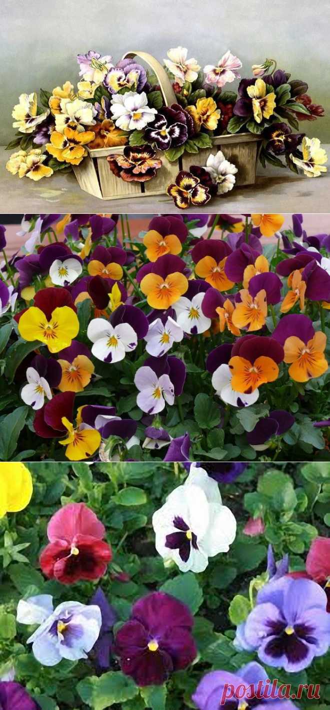 Нет лучше цветов, чем анютины глазки - наивны, милы, как из ласковой сказки...