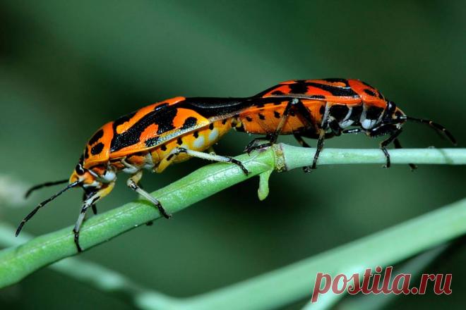 Красноклоп - пожарник. Сезон размножения. Крым. Алупка. Август 2015 год.