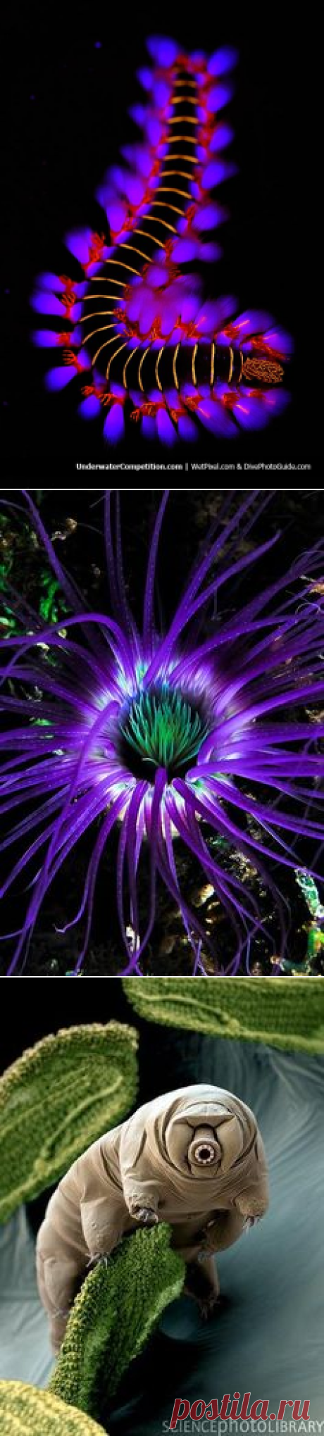 Подводный мир on Pinterest